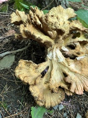 Laetiporus cincinnatus