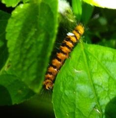 Nyctemera lacticinia