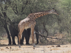 Giraffa camelopardalis tippelskirchi