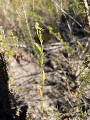 Pterostylis daintreana