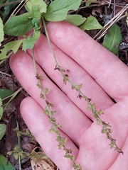 Veronica officinalis