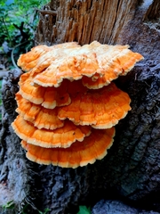 Laetiporus sulphureus