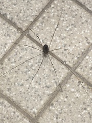 Sclerosomatidae