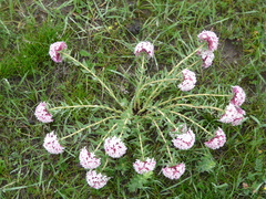 Stellera chamaejasme