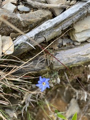 Gentiana arisanensis