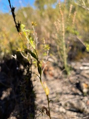 Pterostylis daintreana