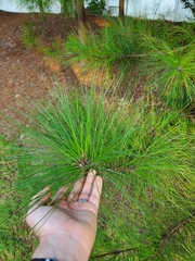 Pinus