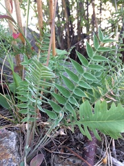 Oxytropis strobilacea