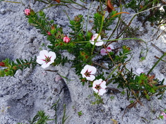 Adenandra uniflora