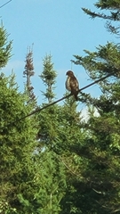 Buteo platypterus