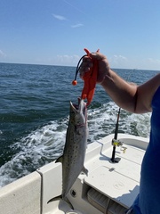 Scomberomorus maculatus