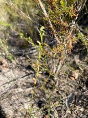 Pterostylis daintreana
