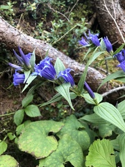 Gentiana asclepiadea