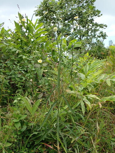 Lactuca indica image