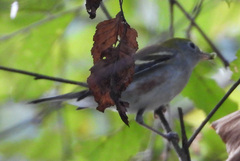 Setophaga pensylvanica