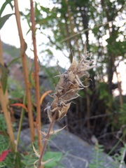 Oxytropis strobilacea
