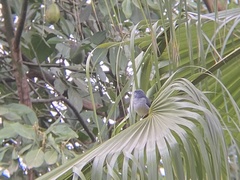 Melaenornis fischeri