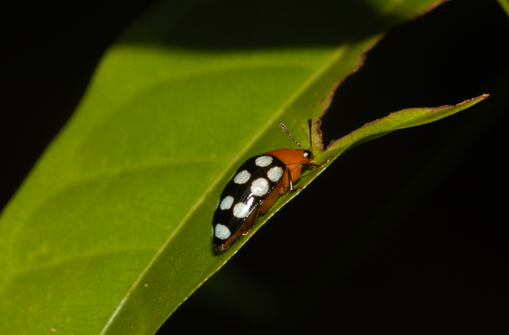 Iphiclus maculatus