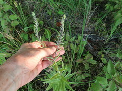 Lithospermum occidentale