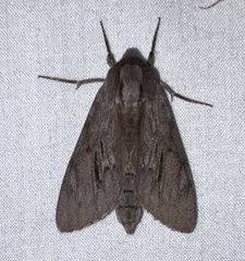 Lapara coniferarum