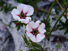 Adenandra uniflora