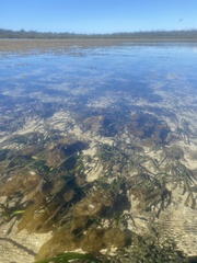 Posidonia australis