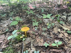 Amanita flavoconia