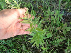 Lithospermum occidentale