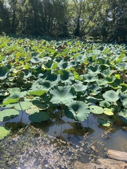 Nelumbo nucifera