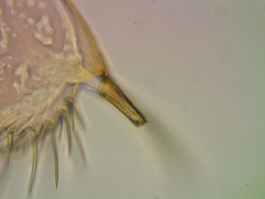 Leydigia acanthocercoides