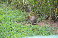 Sylvilagus floridanus