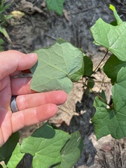 Menispermum canadense