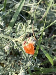 Sphaeralcea coccinea