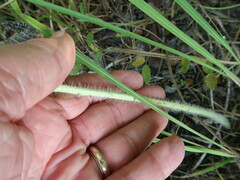 Lithospermum occidentale