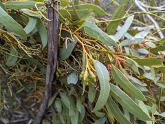 Eucalyptus incrassata