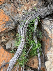 Dioscorea hastifolia