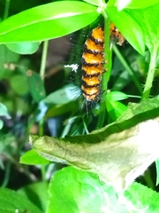 Nyctemera lacticinia