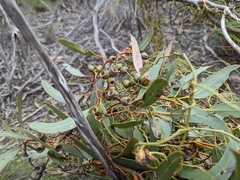 Eucalyptus incrassata