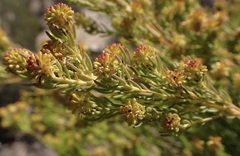 Leucadendron teretifolium