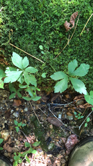 Sanicula canadensis