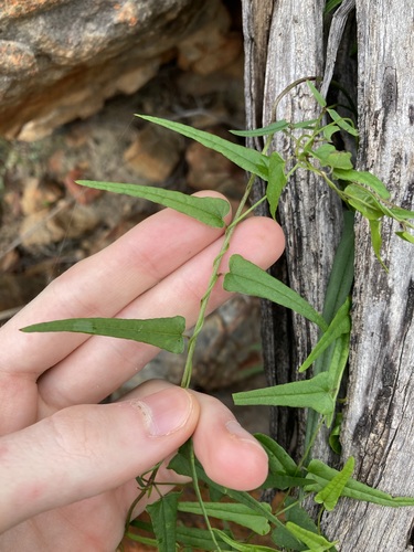 Image of Dioscorea hastifolia by (c) Thomas Mesaglio, some rights reserved (CC BY)