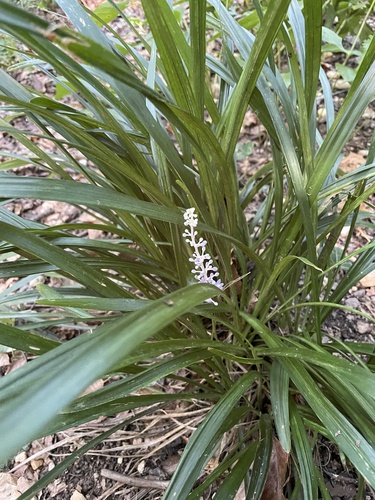 Liriope muscari