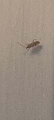 Entomobrya nivalis