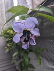 Xylocopa latipes