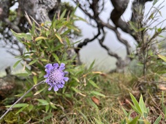 Scabiosa lacerifolia