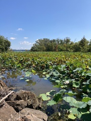 Nelumbo nucifera