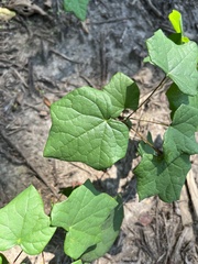 Menispermum canadense