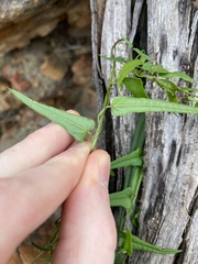 Dioscorea hastifolia