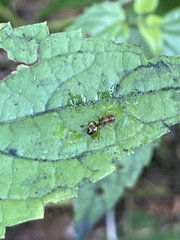 Camponotus subbarbatus