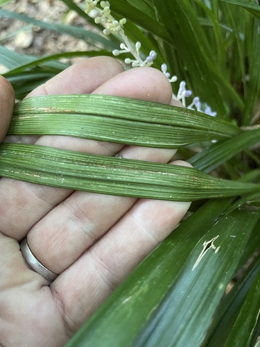 Liriope muscari